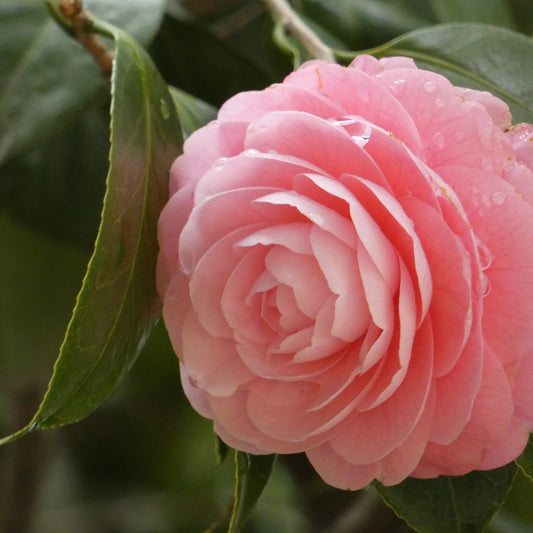 Camellia Species Guide - Bonsai-En