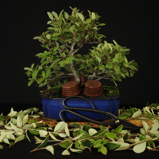 Bonsai tree spring pruning
