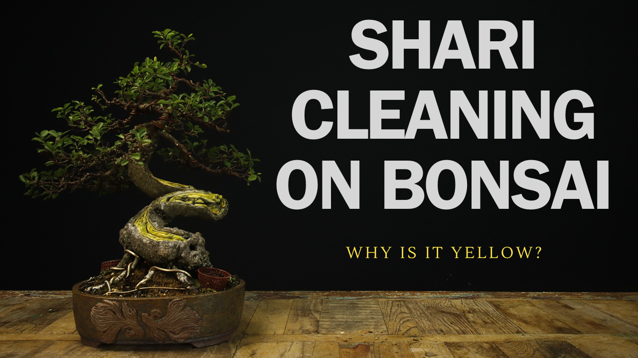 Load video: Pruning Japanese Maple Bonsai Video