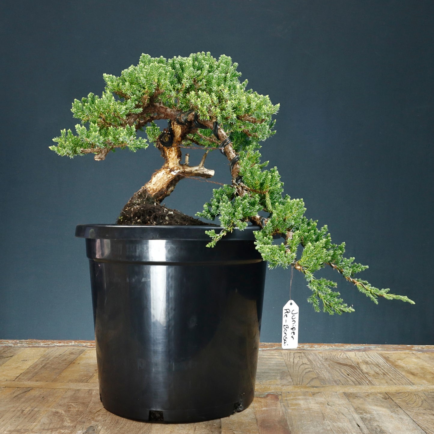 Pre Bonsai Juniper #2 - Pick Up Only