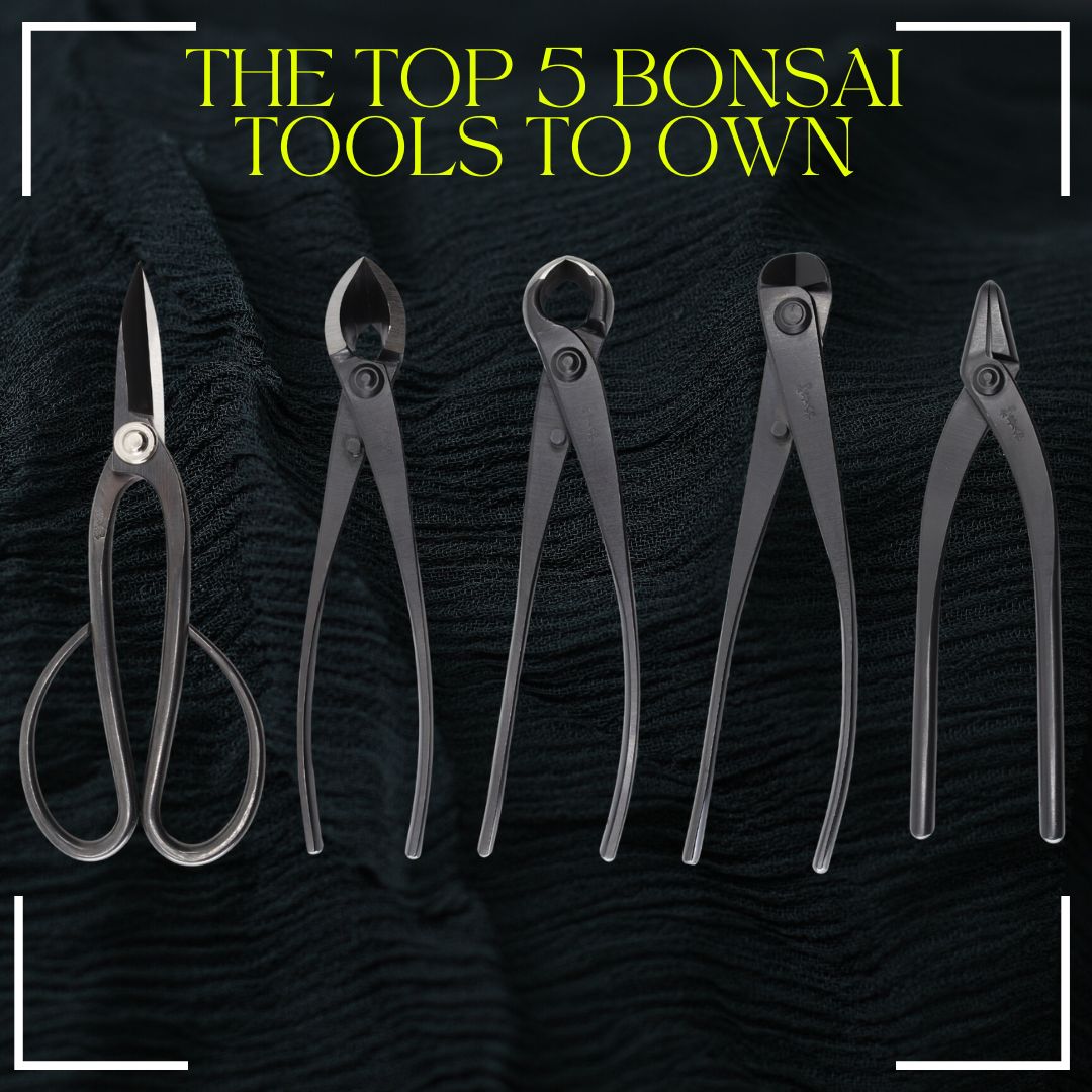 the best bonsai tools