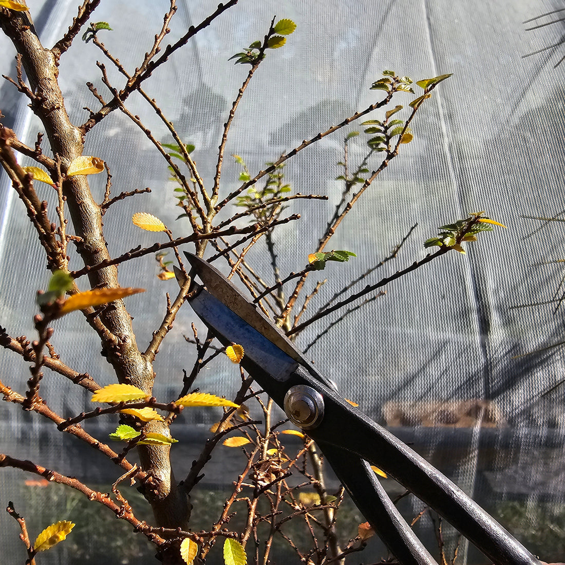 Bonsai tree pruning in autumn