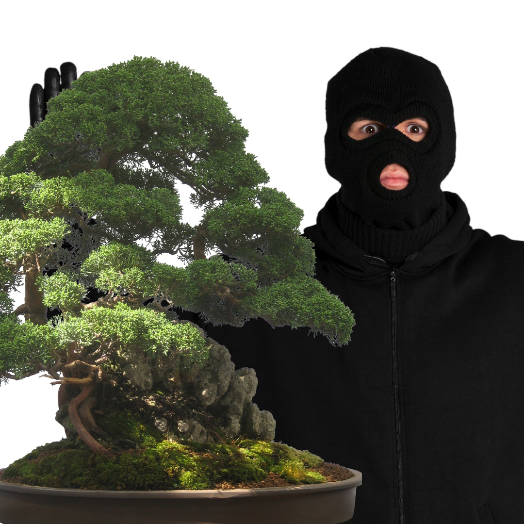 Thief Stealing bonsai