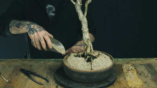 repotting a bonsai tree