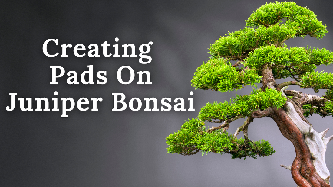 Wire Your Way to Beautiful Bonsai Pads: A Step-by-Step Juniper Branch Training Guide