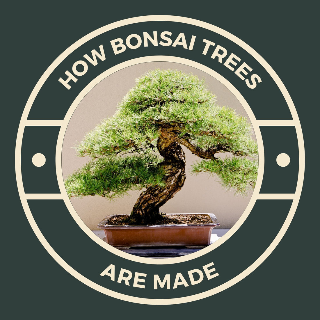 bonsai tree in a circle
