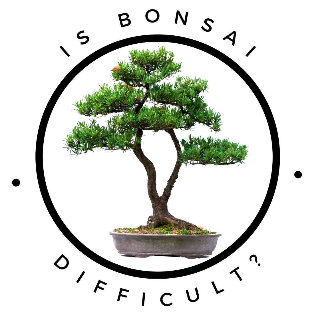 The Truth About Bonsai Trees: Easy or Difficult to Maintain?