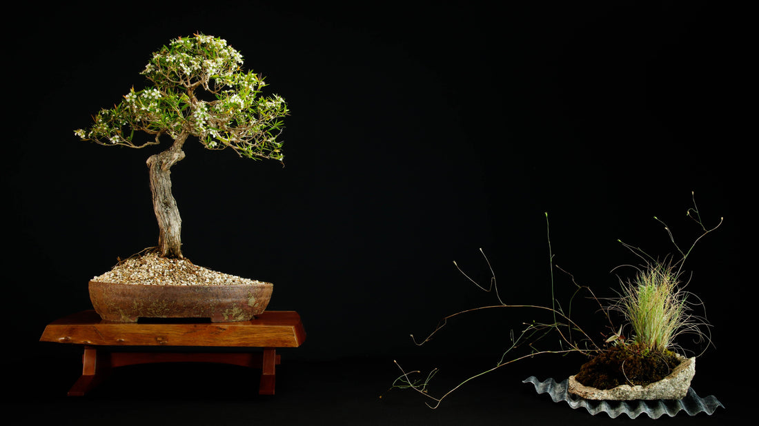 The Ultimate Guide On Bonsai Display : Stand Out In The Show - Bonsai-En