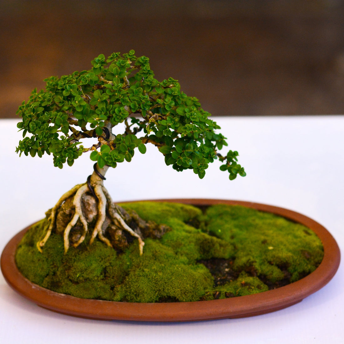 The beginner's guide to bonsai: everything you need to know to get started - Bonsai-En