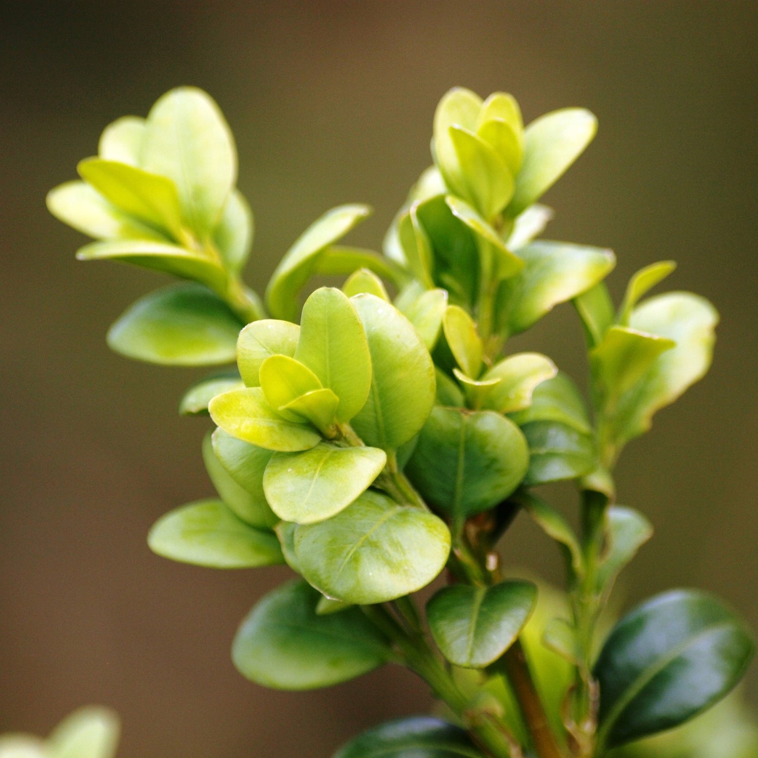 Buxus Species Guide - The Boxwood – Bonsai-En