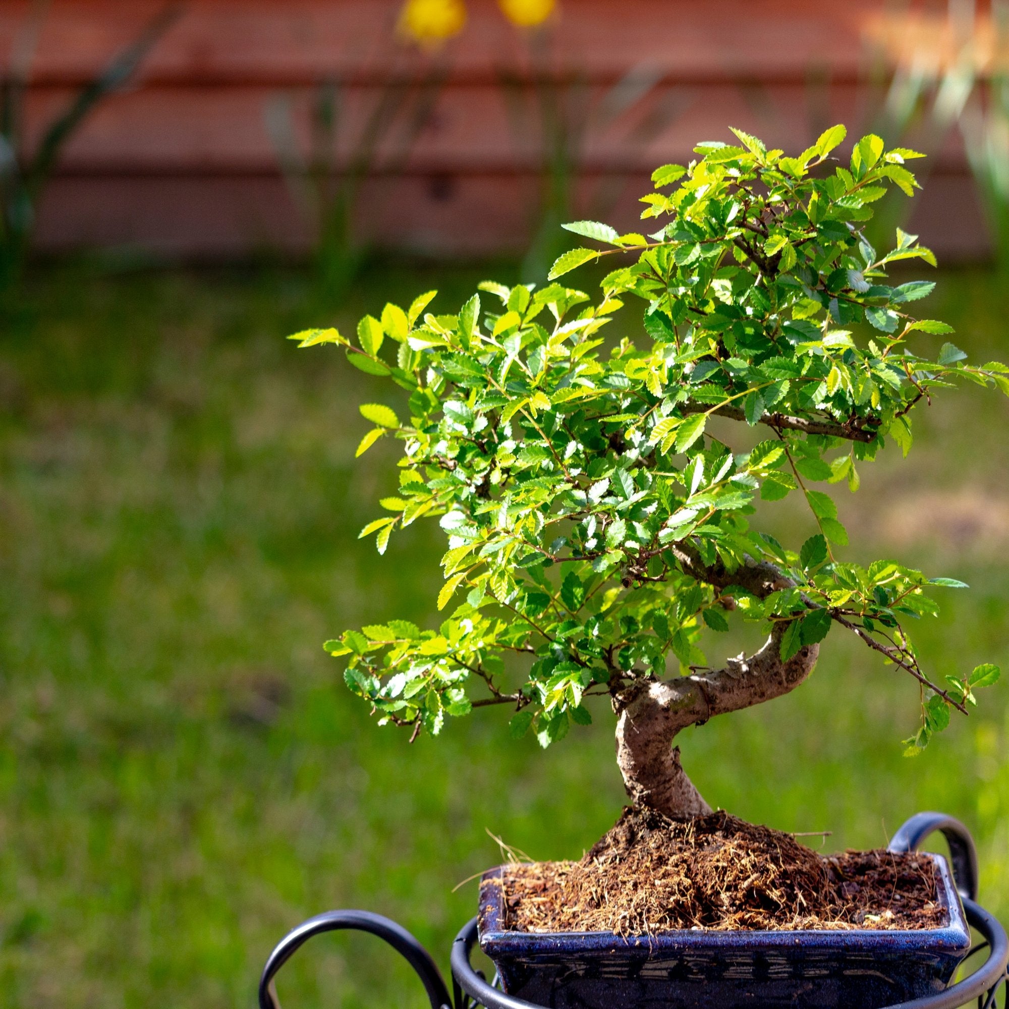 Bionsa Chinese Elm Bonsai Red Leaves at Alicia Finch blog