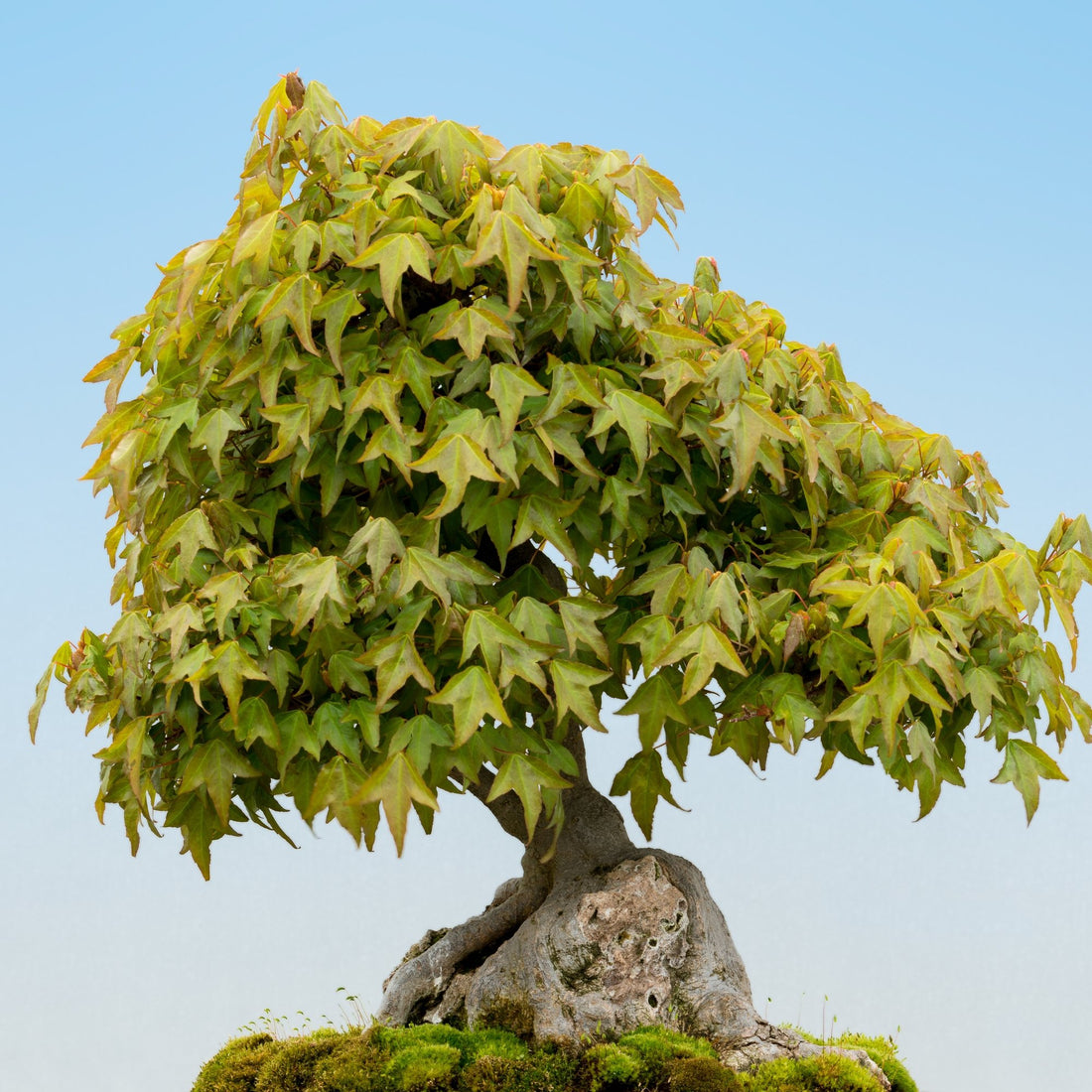 Trident Maple (Acer buergerianum) Species Guide - Bonsai-En