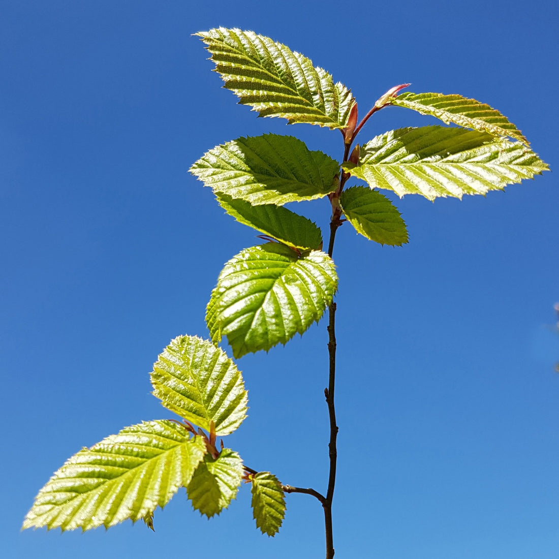 Hornbeam Species Guide - Bonsai-En