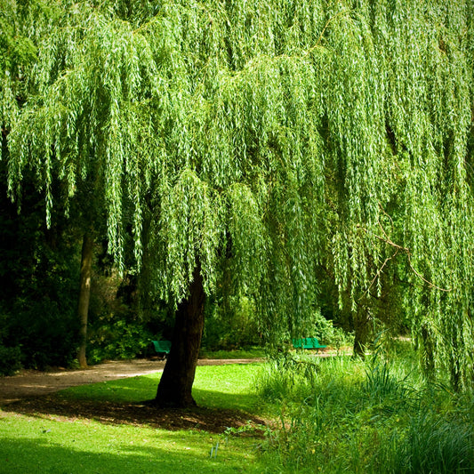 Weeping Willow Species Guide - Bonsai-En