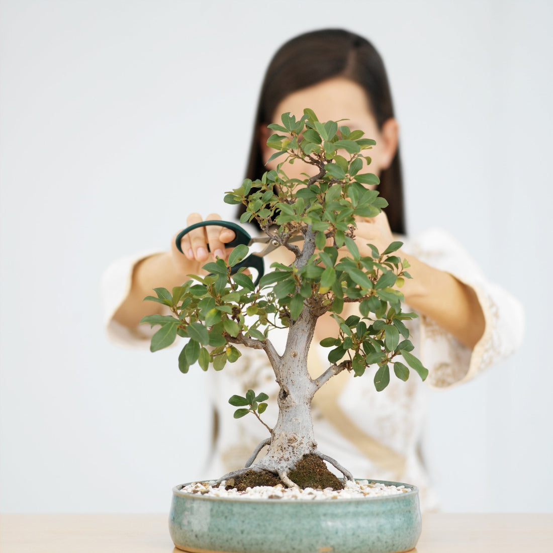 An Introduction to Growing Bonsai Trees at Home - Bonsai-En