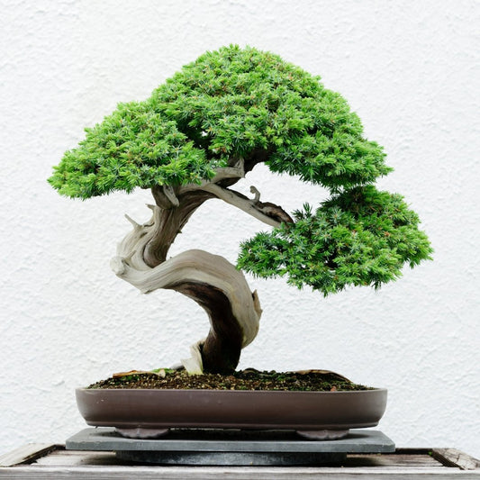 What Is A Bonsai? - Bonsai-En