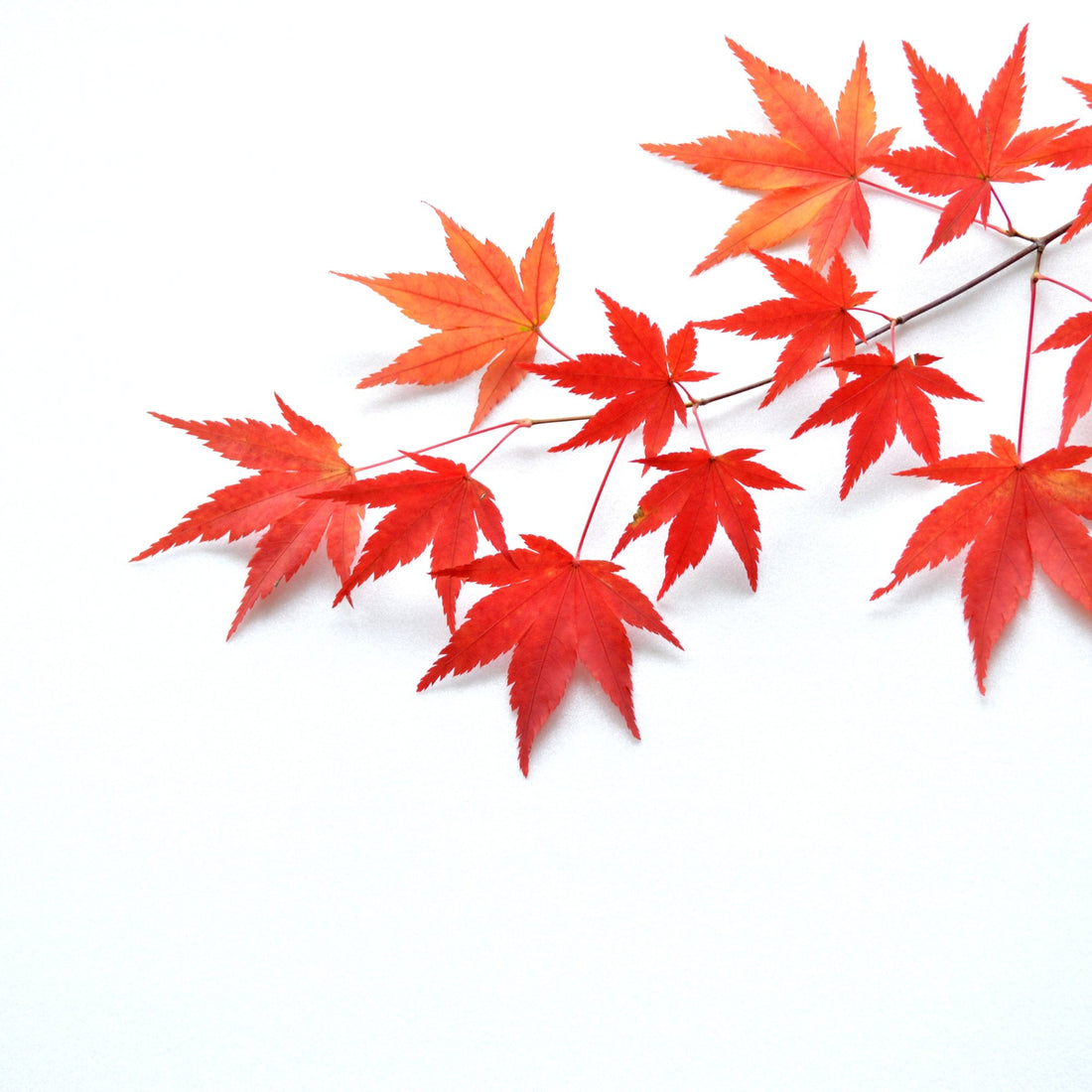Japanese Maple ( Acer Palmatum ) - Bonsai-En