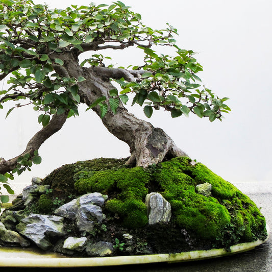The Truth About Moss for Bonsai: Good, Bad, or Both?