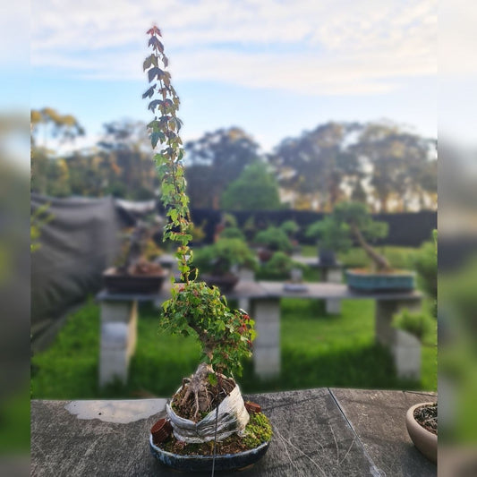 bonsai sacrifice branch