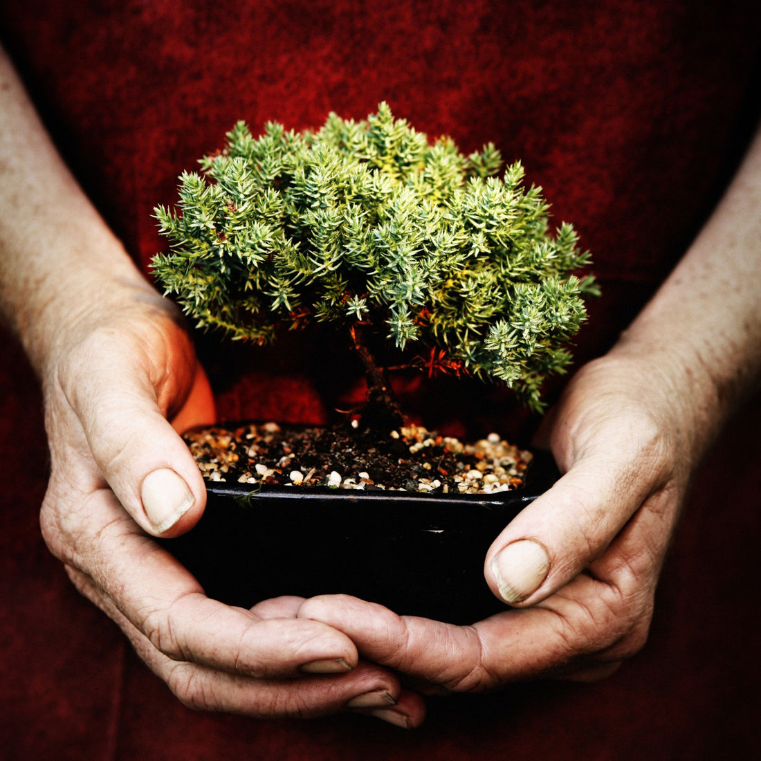 10 Beginner Bonsai Mistakes You're Probably Making - Bonsai-En