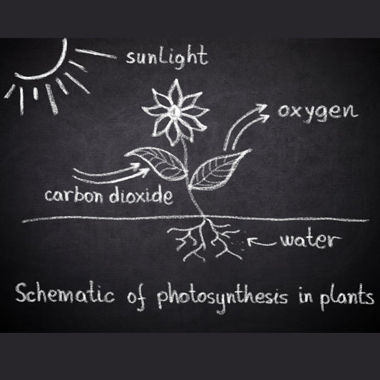 Unlocking the Secrets of Photosynthesis: Why it's Vital for Plant Survival - Bonsai-En