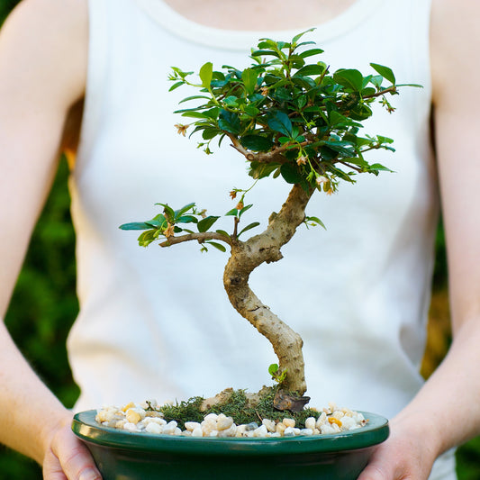 Beginner With Bonsai Tree