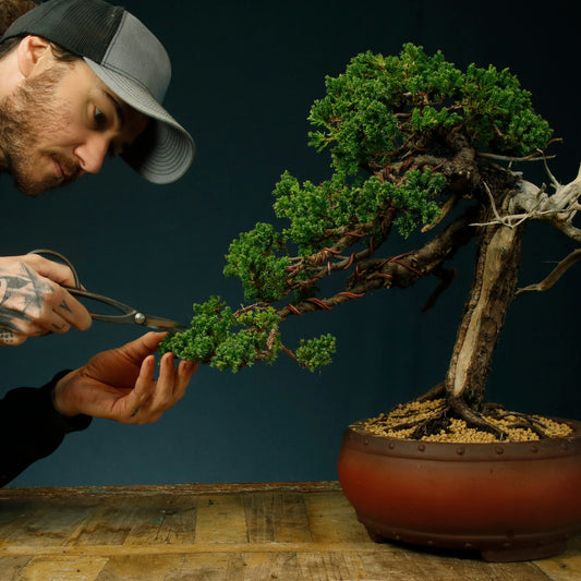 Pruning Juniper Bonsai Tree