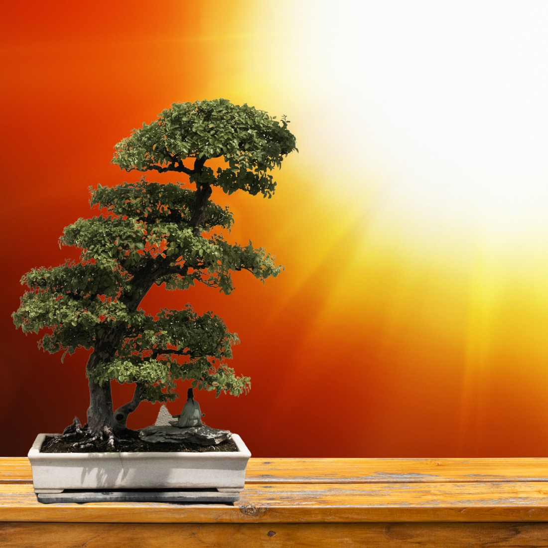 bonsai tree in hot summer heat
