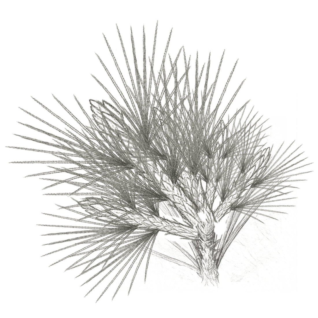Double Flush Pine Shoot Selection