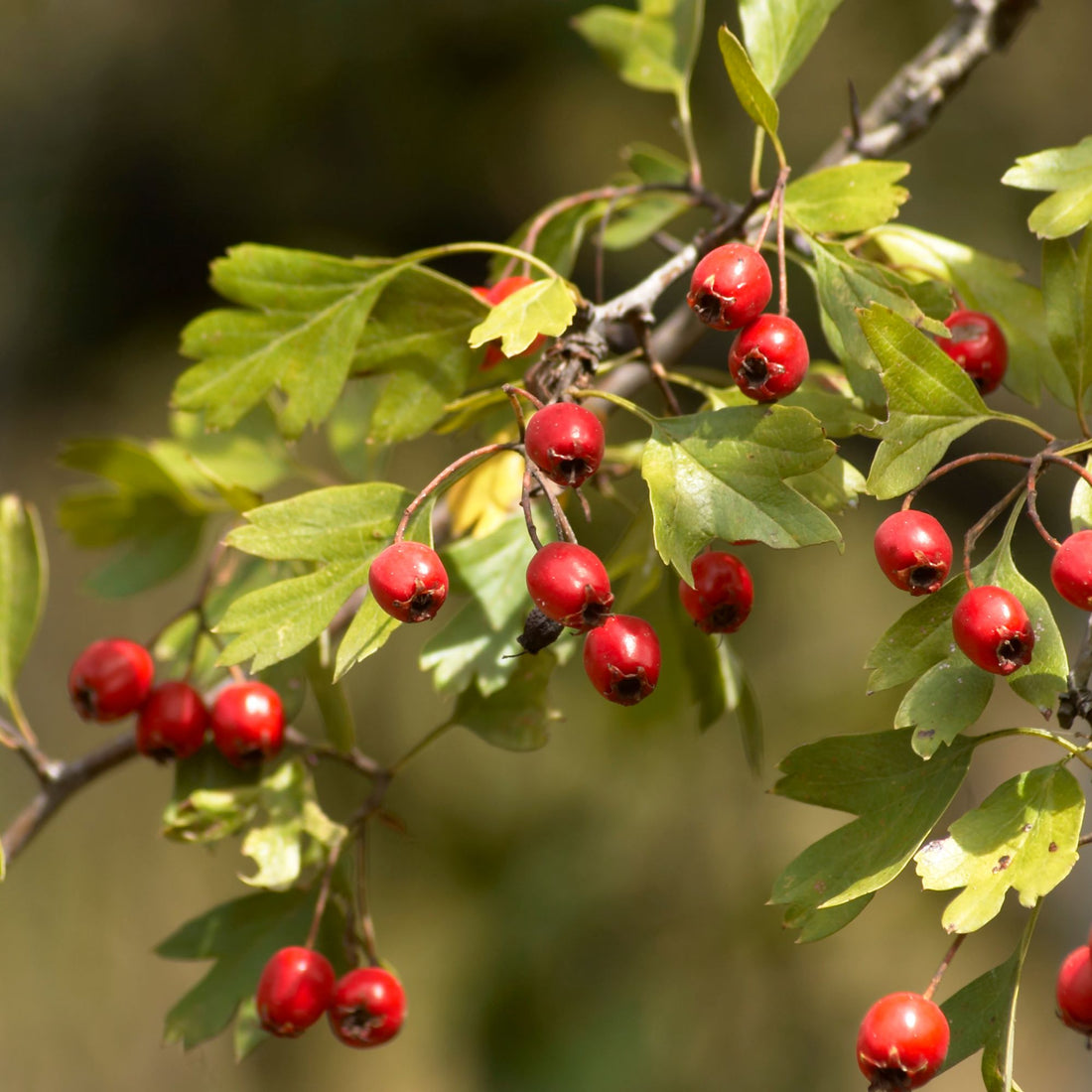 Hawthorn Species Guide - Bonsai-En