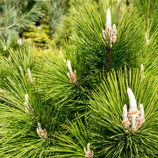 Japanese Black Pine (Pinus Thunbergii) Species Guide - Bonsai-En