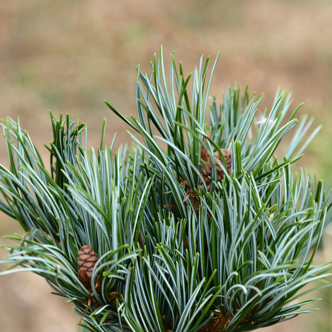Japanese White Pine (Pinus parviflora) Species Guide - Bonsai-En