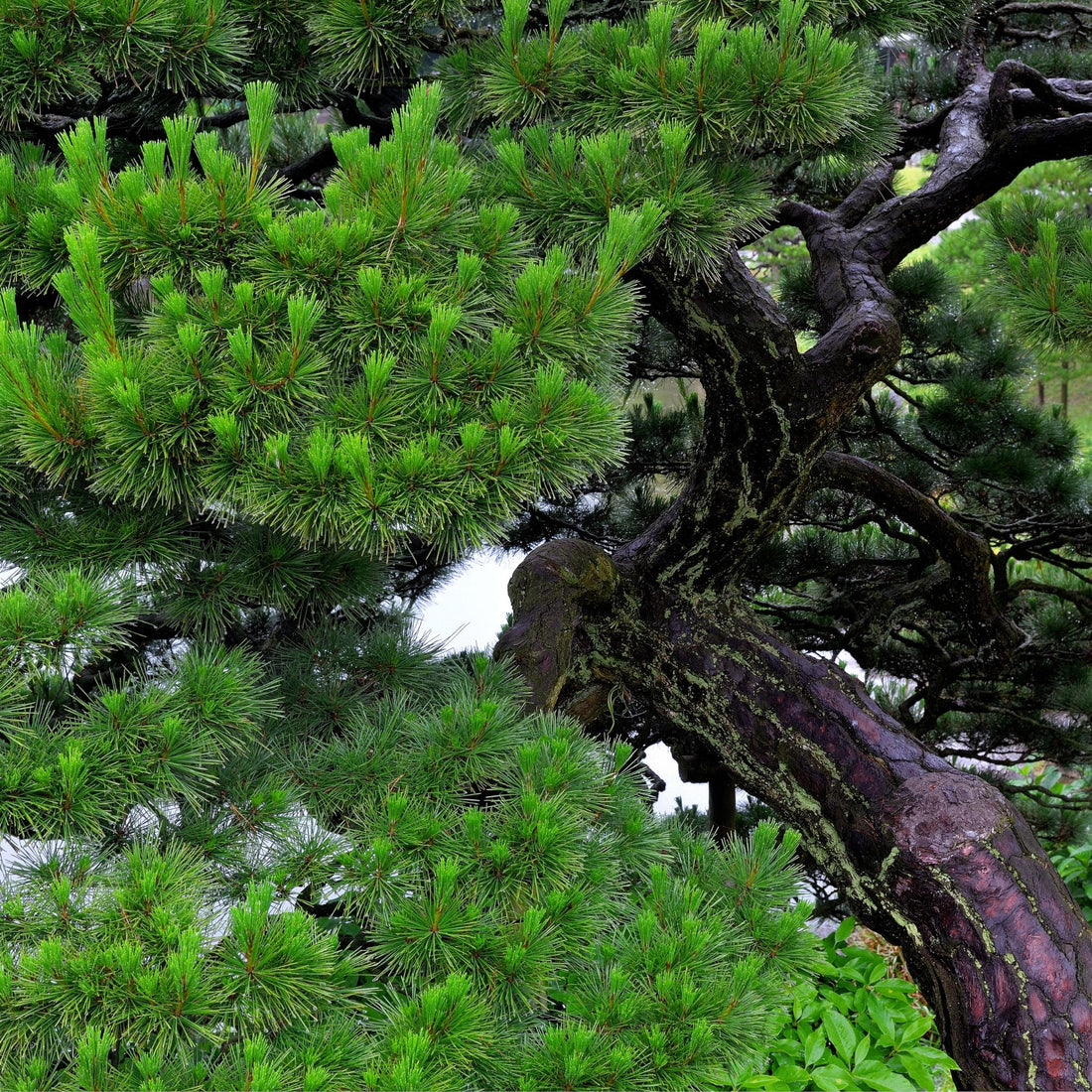 Japanese red pine (Pinus densiflora) Species Guide - Bonsai-En