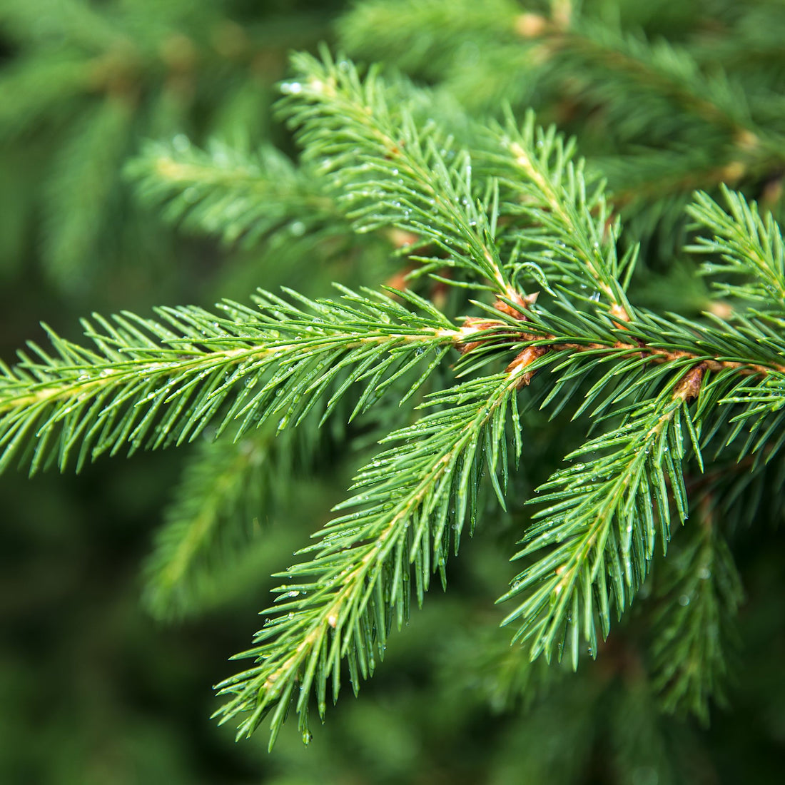 Spruce Species Guide - Bonsai-En