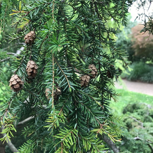 hemlock foliage and cones