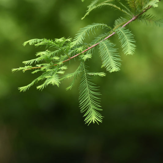 Bald Cypress ( Swamp Cypress ) Species Guide - Bonsai-En