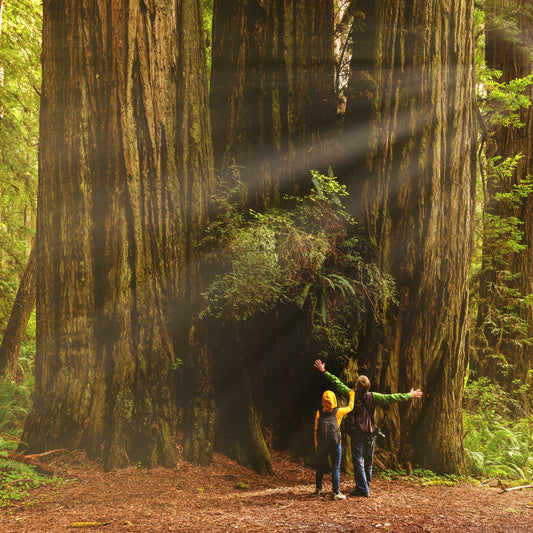 Redwood Species Guide