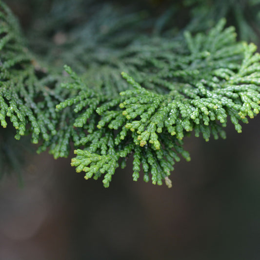 Hinoki Cypress Species Guide