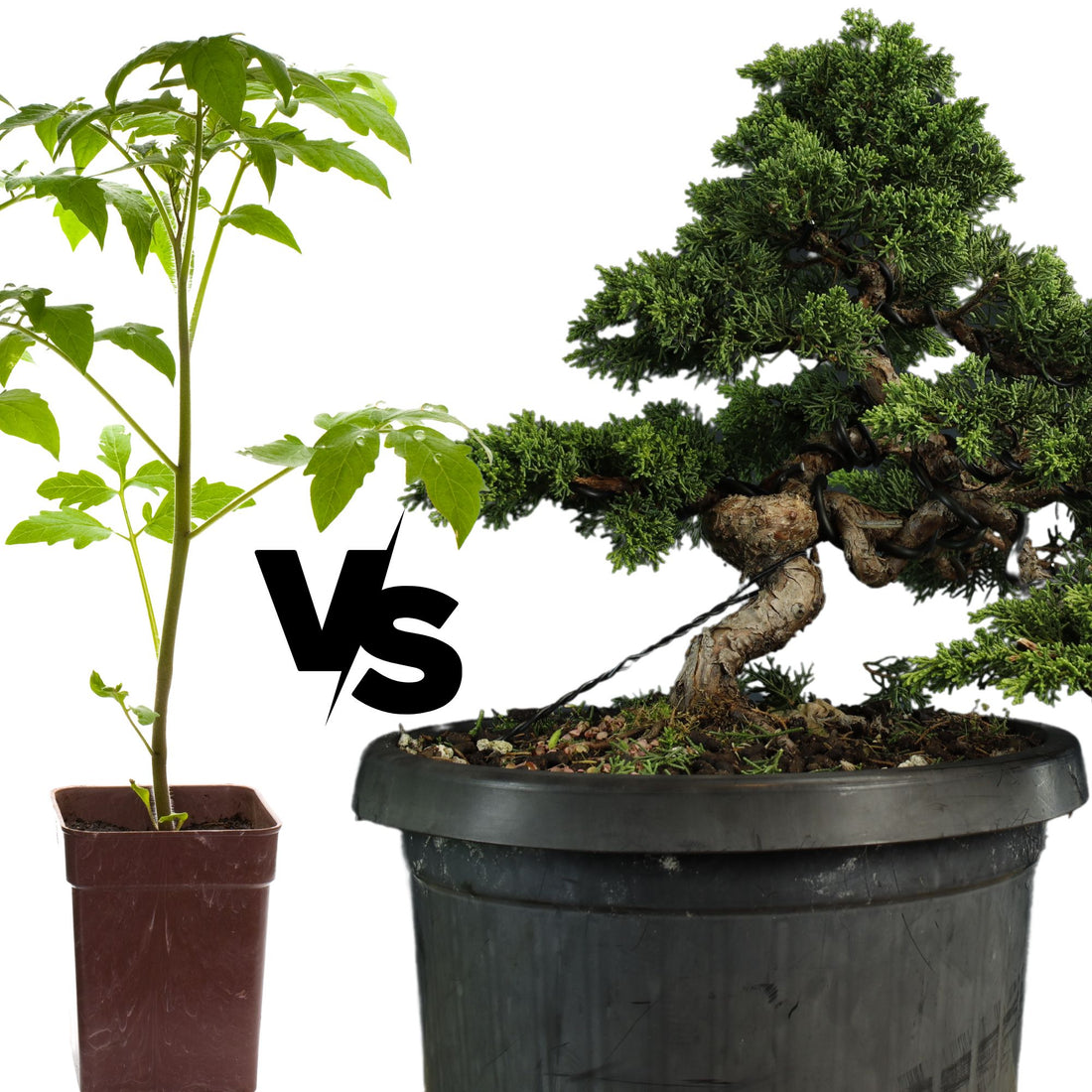 cheap bonsai vs quality bonsai
