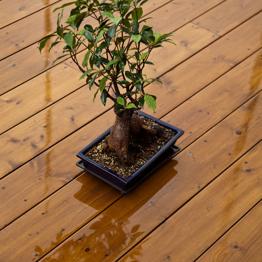 bonsai tree in the rain