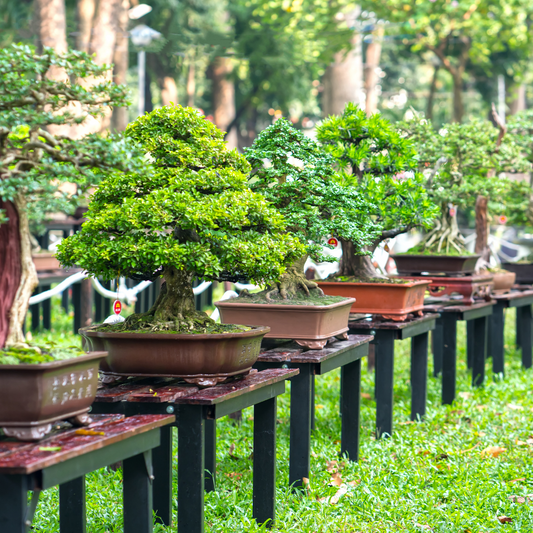 bonsai trees on stands