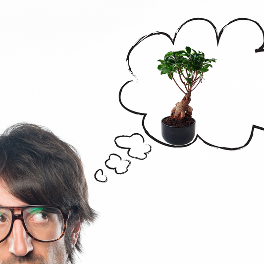 critical thinking and bonsai