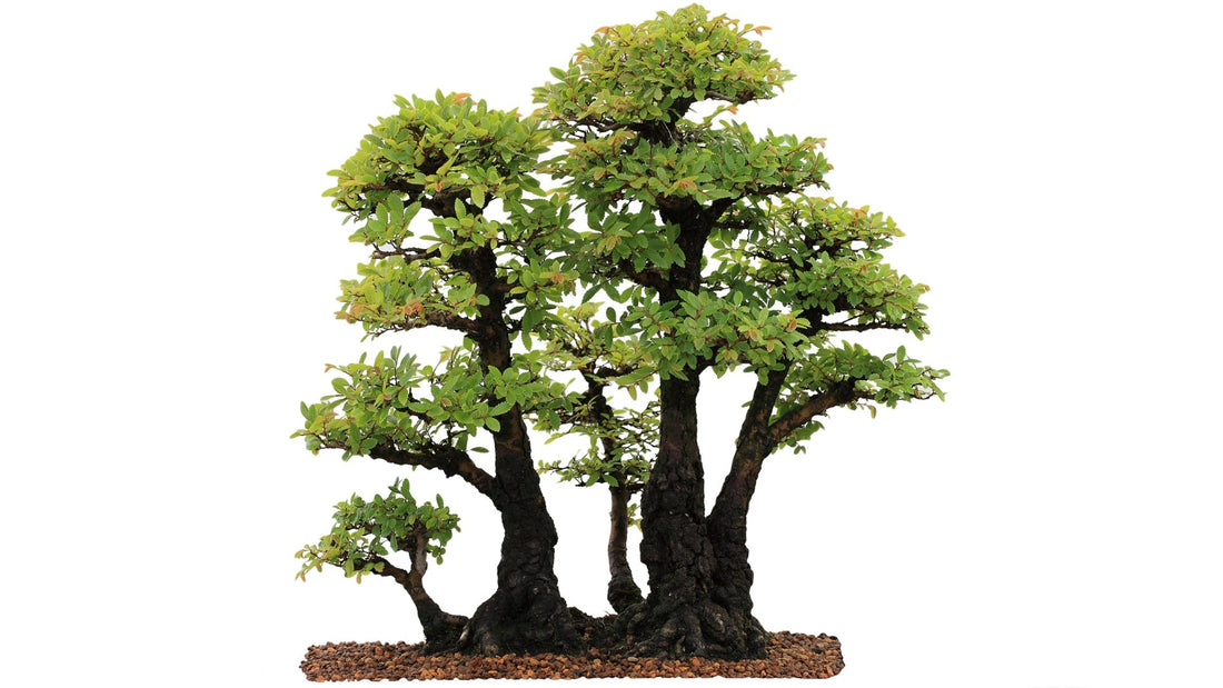 Chinese Elm Care Guide ( Ulmus parvifolia ) - Bonsai-En