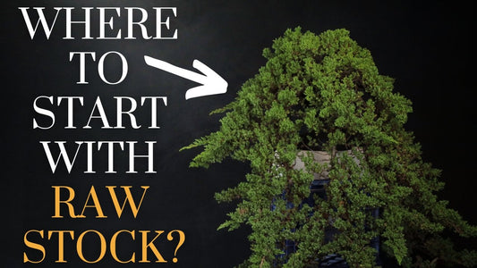 Transform Raw Stock into a Masterpiece: A Guide to Bonsai Nursery Work - Bonsai-En