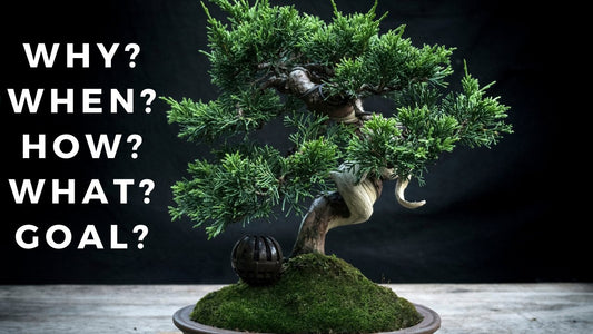 Unleash Your Bonsai Potential: The Power of a Bonsai Mindset - Bonsai-En