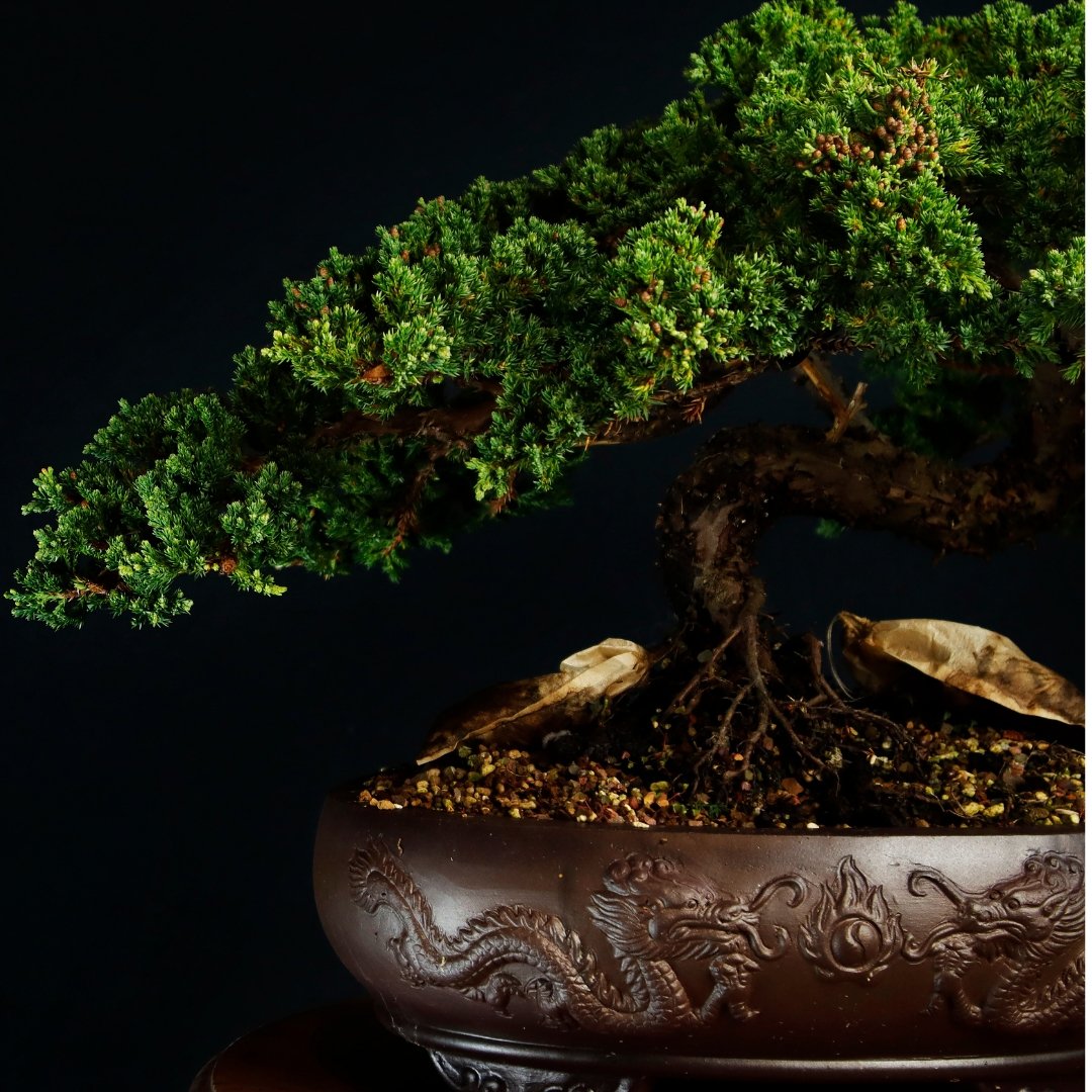 Juniper bonsai tree in an unglazed bonsai pot
