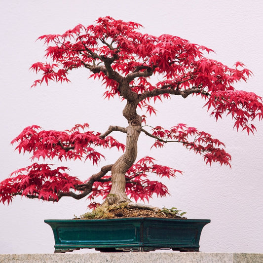 Japanese Maple Care ( Acer Palmatum ) - Bonsai-En