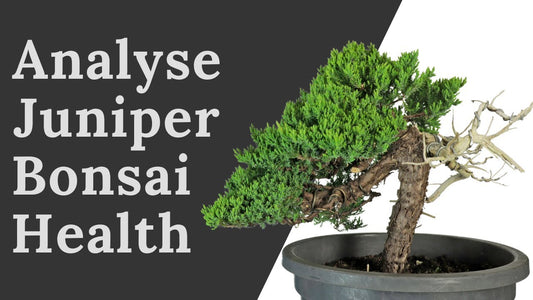 juniper bonsai health