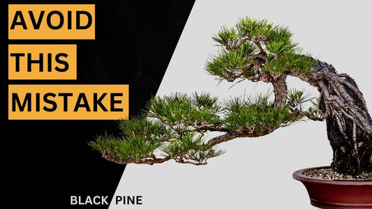 black pine bonsai