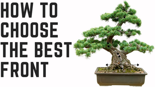 The Secret to Bonsai Design: The Art of Choosing the Front